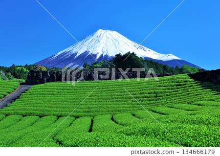 Blue sky of early summer and fresh green tea fields and Mt. Fuji 134666179