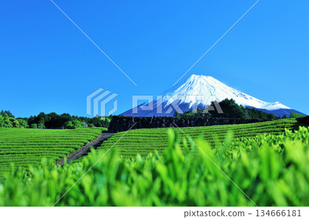 初夏藍天和新鮮的綠茶領域和富士山 134666181