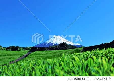 初夏藍天和新鮮的綠茶領域和富士山 134666182
