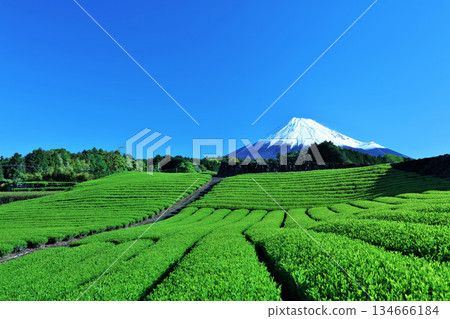 初夏藍天和新鮮的綠茶領域和富士山 初夏藍天和新鮮的綠茶領域和富士山 134666184