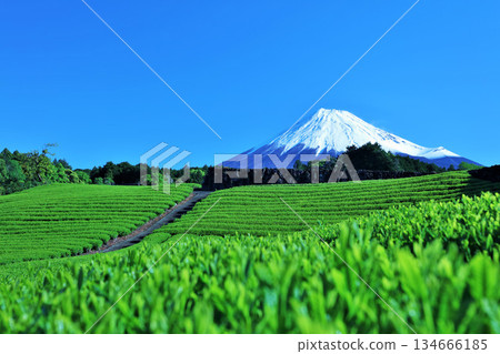 初夏藍天和新鮮的綠茶領域和富士山 134666185