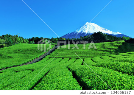 Blue sky of early summer and fresh green tea fields and Mt. Fuji Blue sky of early summer and fresh green tea fields and Mt. Fuji 134666187