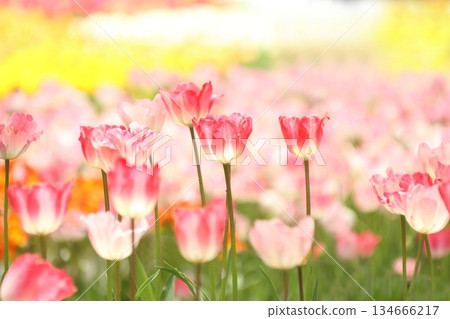 Tulip Tulip 134666217