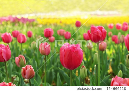 Tulip Tulip 134666218