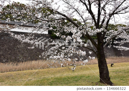東京千代田區乾門街上的富士見塔和盛開的櫻花(帝國皇宮附近的干門街在春季對公眾開放) 東京千代田區乾門街上的富士見塔和盛開的櫻花(帝國皇宮附近的干門街在春季對公眾開放) 134666322