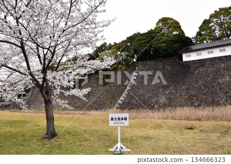 Cherry blossoms in full bloom at Inuimon Street in Chiyoda Ward, Tokyo (Inui Street at the Imperial Palace is open to the public in spring) Cherry blossoms in full bloom at Inuimon Street in Chiyoda Ward, Tokyo (Inui Street at the Imperial Palace is open to the public in spring) 134666323