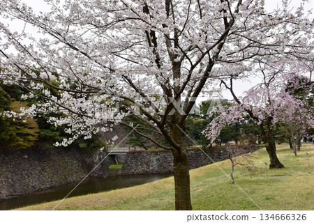 Chiyoda Ward, Tokyo: Inuimon Street (Imperial Palace Inui Street Open to the Public in Spring), Inui Moat, and Cherry Blossoms in Full Bloom Chiyoda Ward, Tokyo: Inuimon Street (Imperial Palace Inui Street Open to the Public in Spring), Inui Moat, and Cherry Blossoms in Full Bloom 134666326