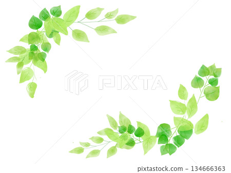 手繪水彩插圖，描繪了新鮮的綠葉。 134666363
