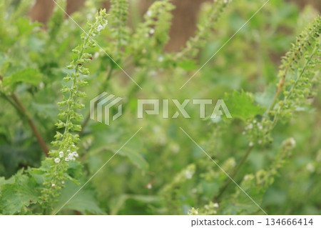 Photo of green shiso spikes 134666414