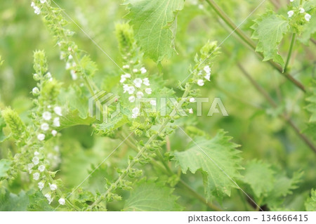 Photo of blue shiso flowers 134666415