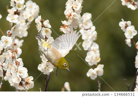 吮白色李子蜂蜜的白尾鹿 134666531