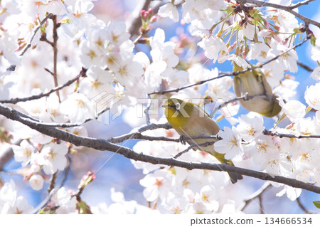 Medicine that sticks to the branches of cherry blossoms 134666534