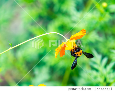 A large carpenter bee diligently collecting nectar from yellow cosmos 134666571