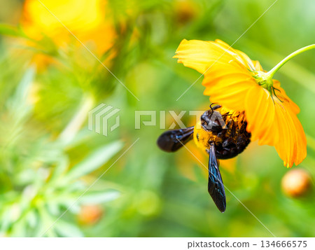 A large carpenter bee diligently collecting nectar from yellow cosmos 134666575