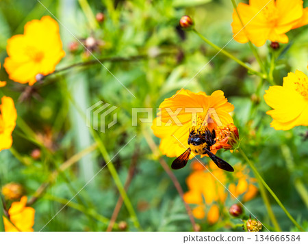 A large carpenter bee diligently collecting nectar from yellow cosmos 134666584