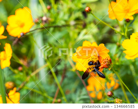 A large carpenter bee diligently collecting nectar from yellow cosmos 134666585