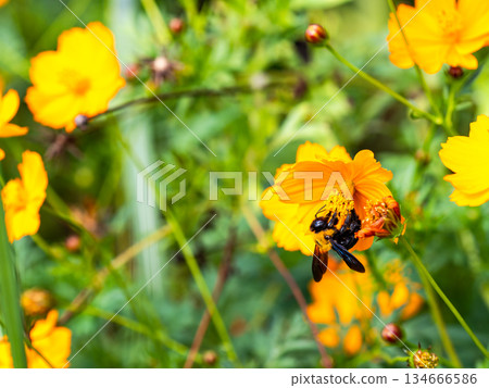 A large carpenter bee diligently collecting nectar from yellow cosmos 134666586