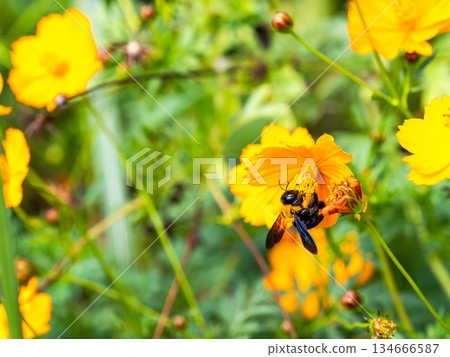 一隻體型較大的木蜂正在勤奮地從黃花波斯菊上採集花蜜。 134666587