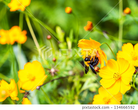 A large carpenter bee diligently collecting nectar from yellow cosmos A large carpenter bee diligently collecting nectar from yellow cosmos 134666592