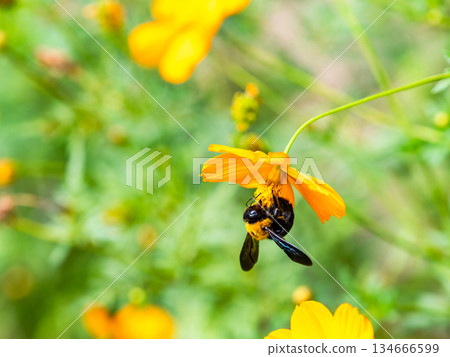 一隻體型較大的木蜂正在勤奮地從黃花波斯菊上採集花蜜。 一隻體型較大的木蜂正在勤奮地從黃花波斯菊上採集花蜜。 134666599