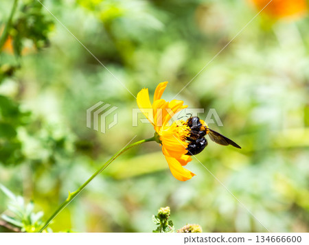 一隻體型較大的木蜂正在勤奮地從黃花波斯菊上採集花蜜。 134666600