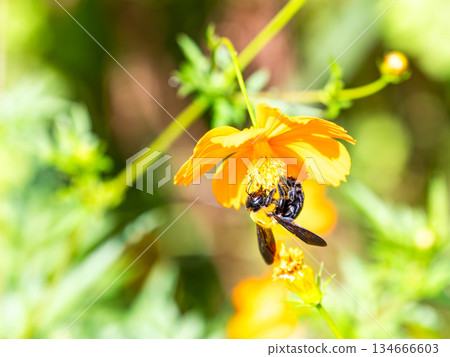 一隻體型較大的木蜂正在勤奮地從黃花波斯菊上採集花蜜。 一隻體型較大的木蜂正在勤奮地從黃花波斯菊上採集花蜜。 134666603
