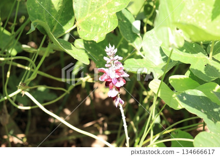 Kudzu Flowers Kudzu Flowers 134666617