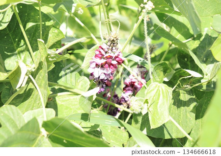 葛藤花 葛藤花 134666618
