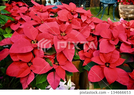 大量野生一品紅 大量野生一品紅 134666653