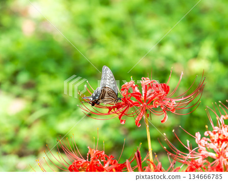Swallowtail butterfly sucking nectar from a cluster amaryllis in full bloom Swallowtail butterfly sucking nectar from a cluster amaryllis in full bloom 134666785