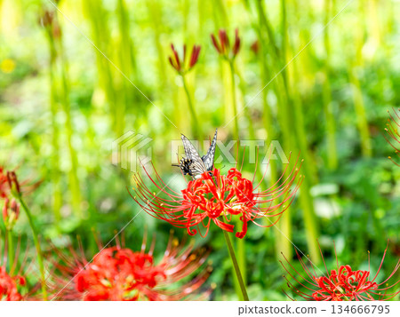 Swallowtail butterfly sucking nectar from a cluster amaryllis in full bloom Swallowtail butterfly sucking nectar from a cluster amaryllis in full bloom 134666795