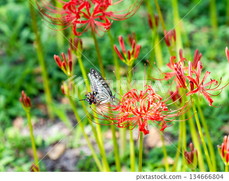 Swallowtail butterfly sucking nectar from a cluster amaryllis in full bloom 134666804