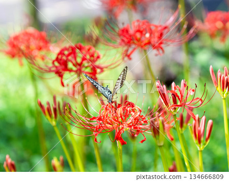Swallowtail butterfly sucking nectar from a cluster amaryllis in full bloom 134666809