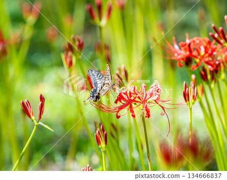 Swallowtail butterfly sucking nectar from a cluster amaryllis in full bloom 134666837