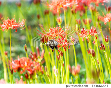 燕尾蝶從盛開的孤挺花叢中吮吸花蜜 134666841
