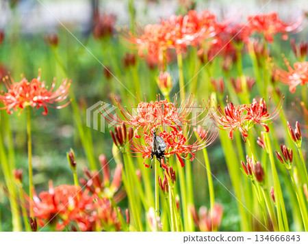 Swallowtail butterfly sucking nectar from a cluster amaryllis in full bloom 134666843
