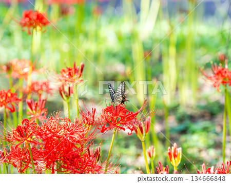 Swallowtail butterfly sucking nectar from a cluster amaryllis in full bloom 134666848