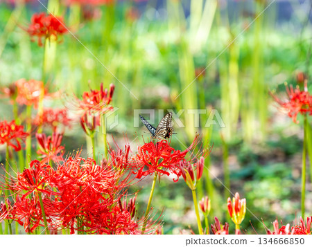 Swallowtail butterfly sucking nectar from a cluster amaryllis in full bloom Swallowtail butterfly sucking nectar from a cluster amaryllis in full bloom 134666850
