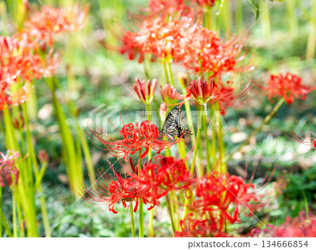 Swallowtail butterfly sucking nectar from a cluster amaryllis in full bloom 134666854