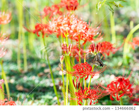 燕尾蝶從盛開的孤挺花叢中吮吸花蜜 134666862