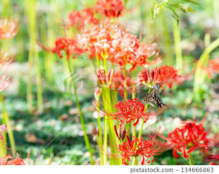 燕尾蝶從盛開的孤挺花叢中吮吸花蜜 134666863