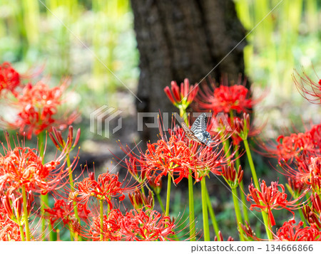 燕尾蝶從盛開的孤挺花叢中吮吸花蜜 134666866