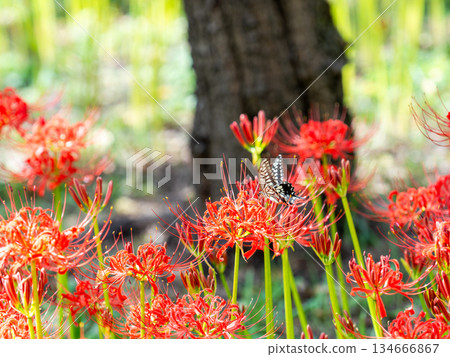 燕尾蝶從盛開的孤挺花叢中吮吸花蜜 134666867
