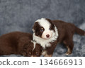 Two puppies are sitting on a couch, one of them is brown and white 134666913