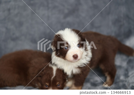 Two puppies are sitting on a couch, one of them is brown and white 134666913