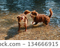 Two dogs are playing in the water 134666915