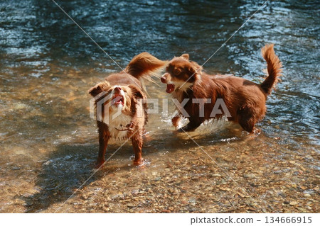 Two dogs are playing in the water 134666915