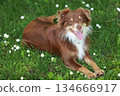 Brown and white dog is laying on the grass in a field of daisies 134666917