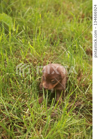 Brown puppy is sitting in the grass Brown puppy is sitting in the grass 134666924