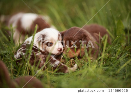 A group of adorable puppies is cuddling together joyfully in a lush green grass field A group of adorable puppies is cuddling together joyfully in a lush green grass field 134666926
